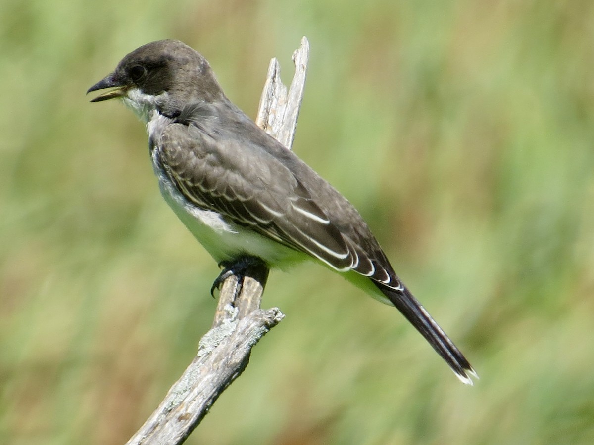 Tyran tritri - ML640891971