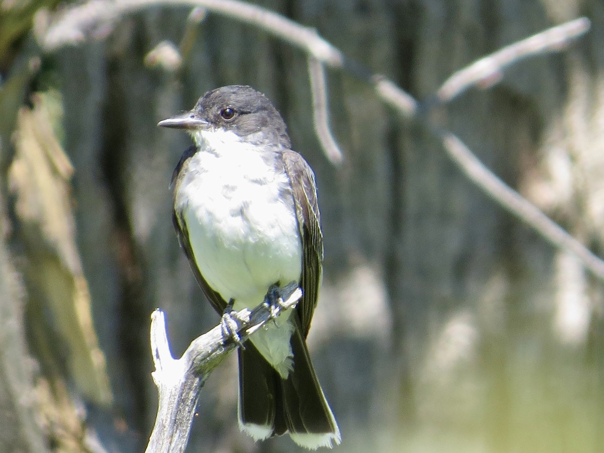 Tyran tritri - ML640891973