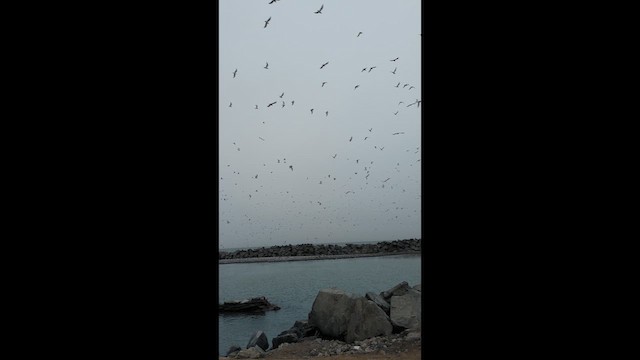 Franklin's Gull - ML640892007