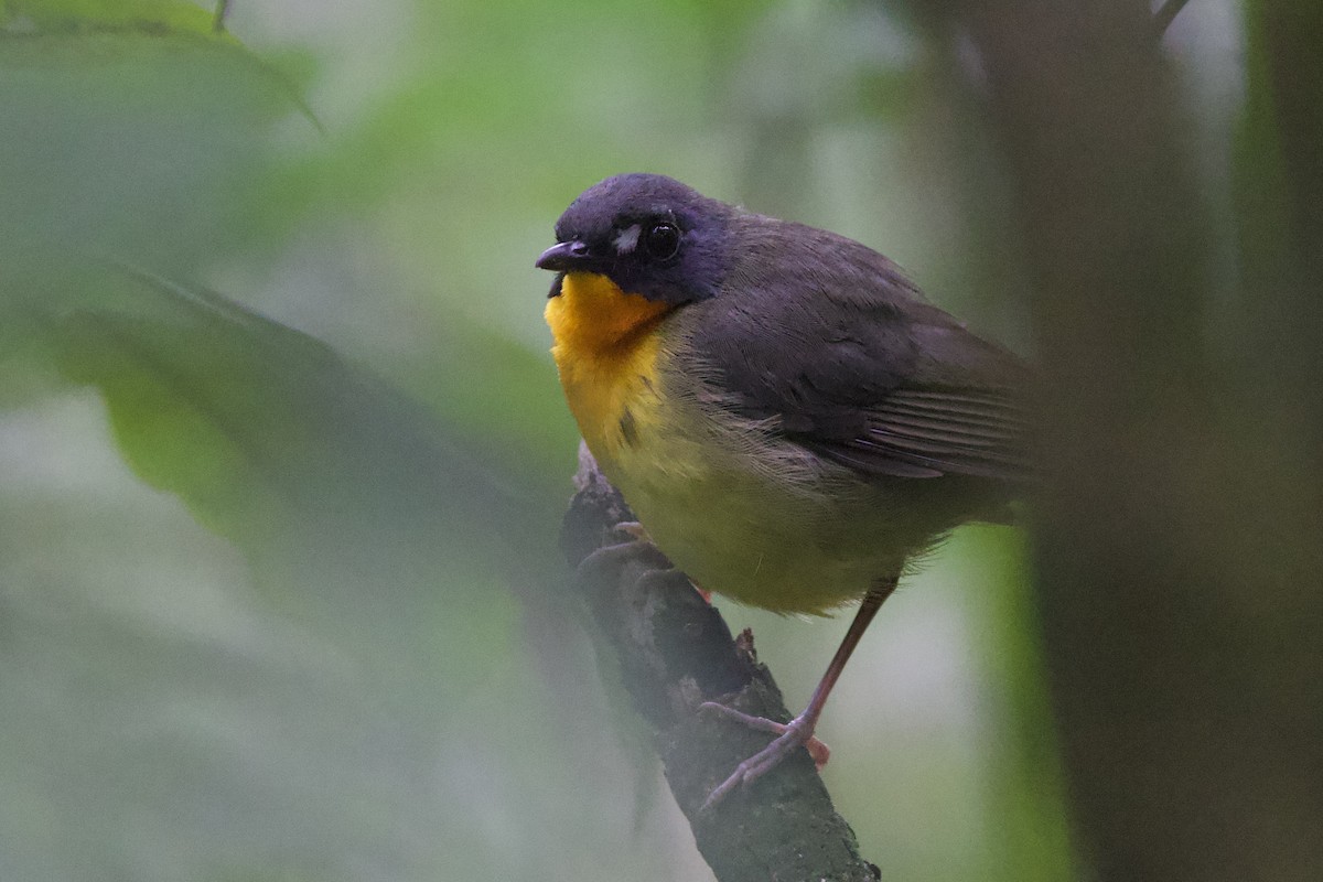 Yellow-breasted Forest Robin - ML640892016
