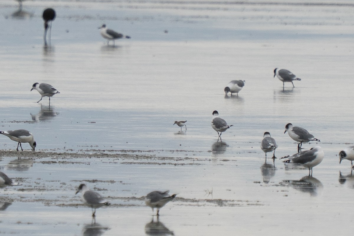 Semipalmated Sandpiper - ML640892020