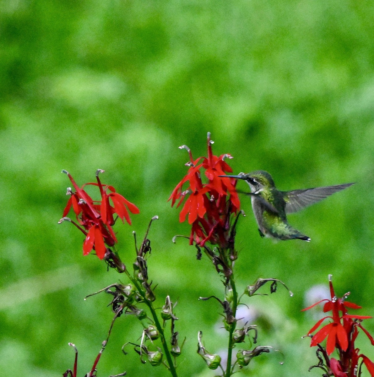Ruby-throated Hummingbird - ML640892030