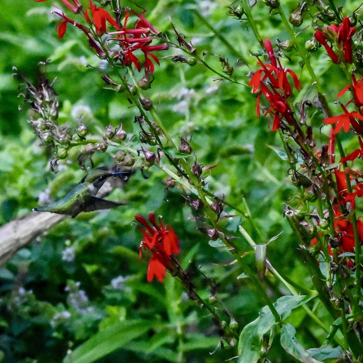 Ruby-throated Hummingbird - ML640892031