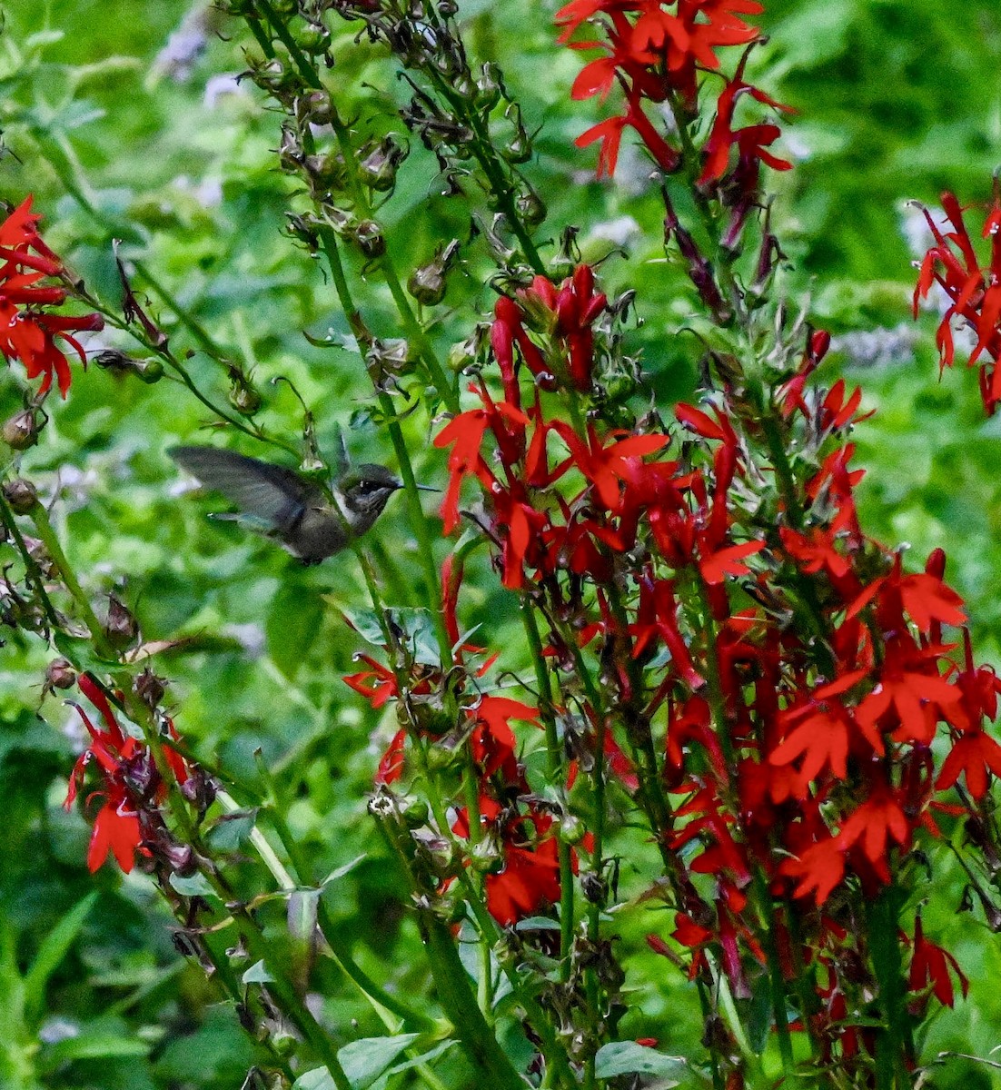 Ruby-throated Hummingbird - ML640892032
