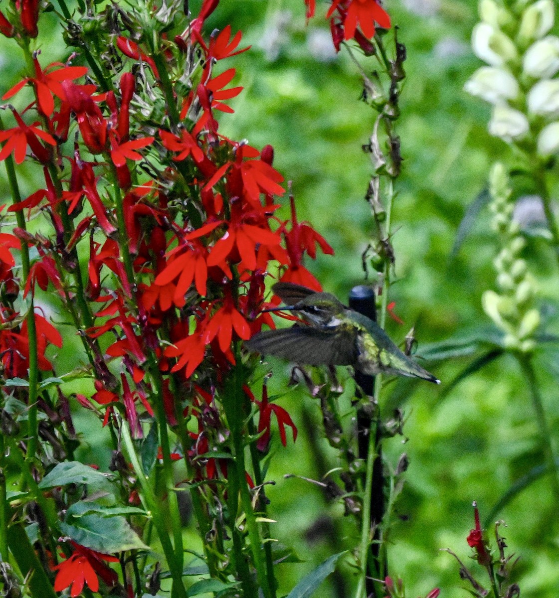 Ruby-throated Hummingbird - ML640892033