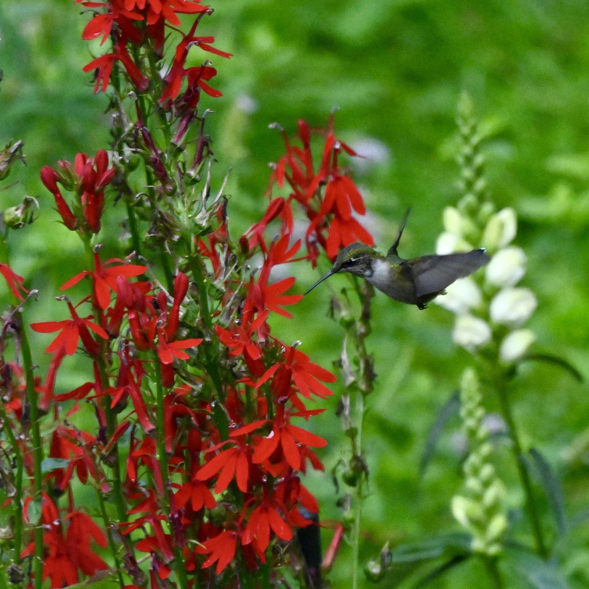 Ruby-throated Hummingbird - ML640892035