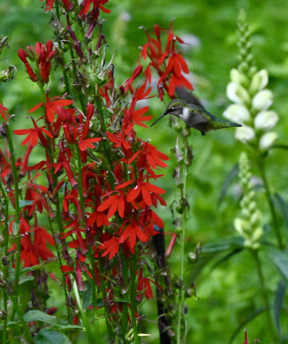 Ruby-throated Hummingbird - ML640892037