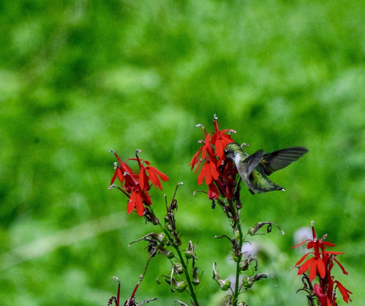 Ruby-throated Hummingbird - ML640892038