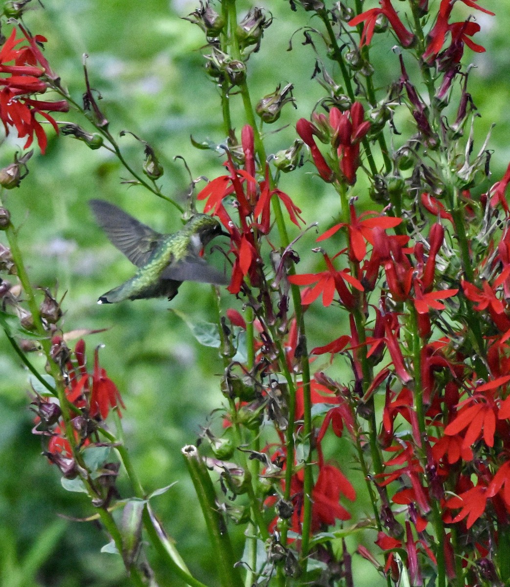 Ruby-throated Hummingbird - ML640892039