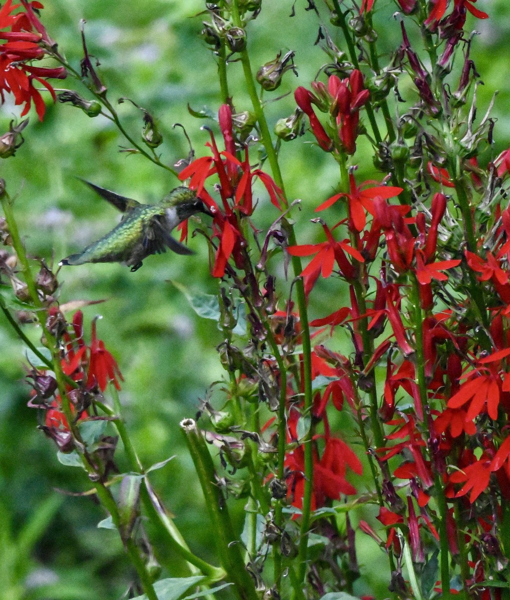 Ruby-throated Hummingbird - ML640892040