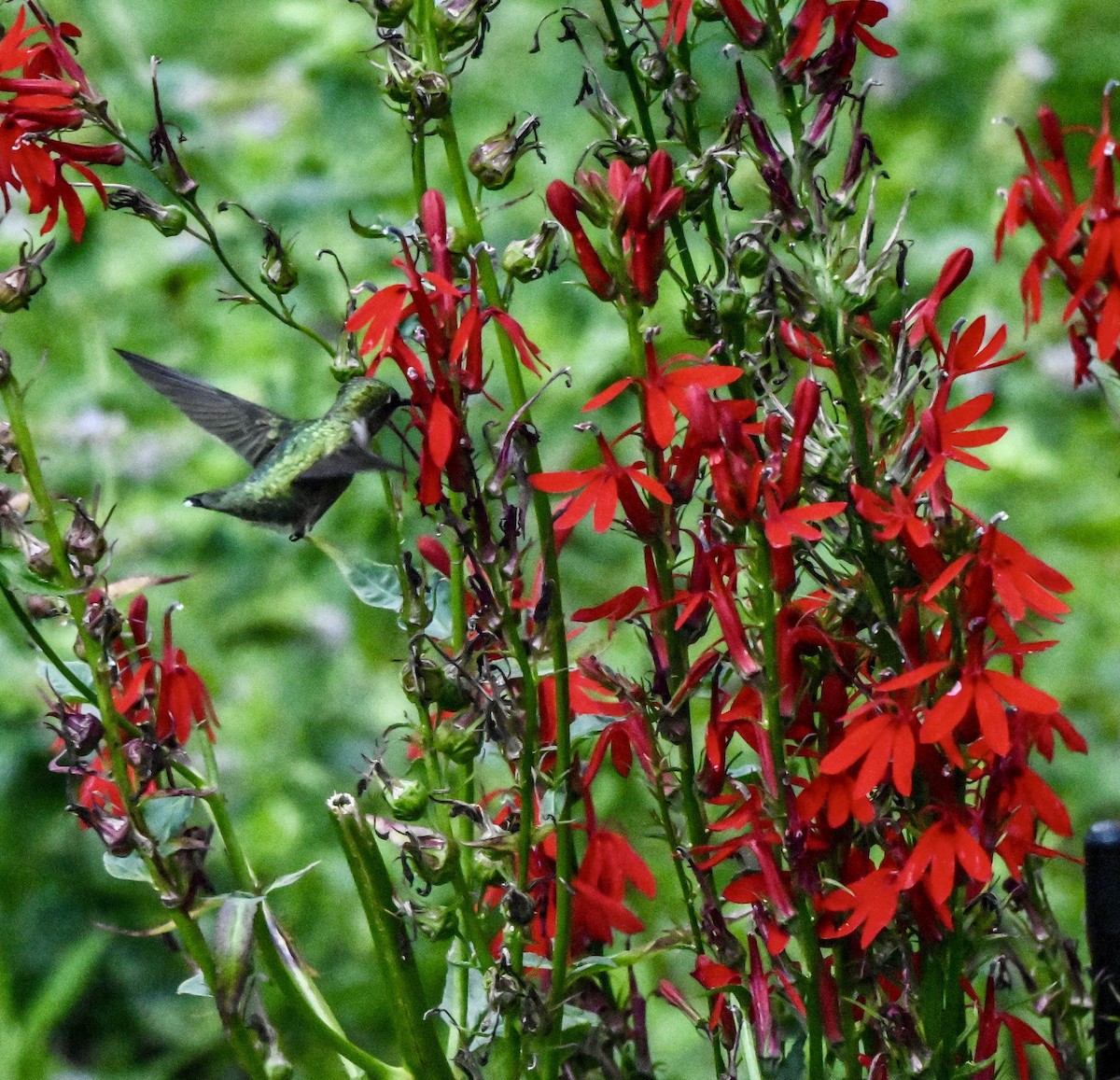 Ruby-throated Hummingbird - ML640892041