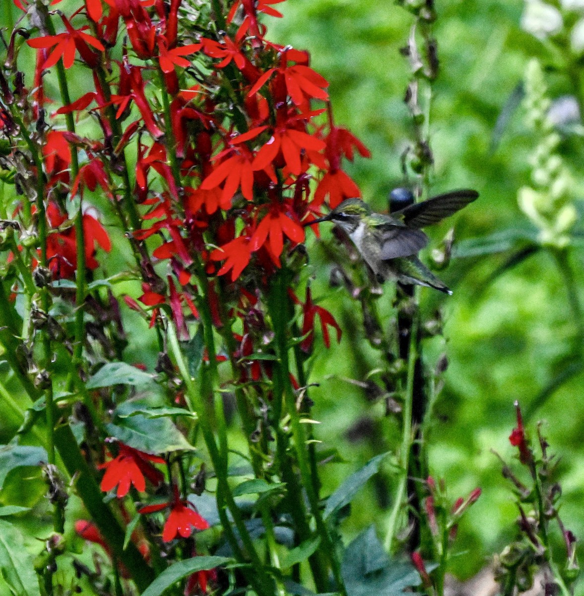 Ruby-throated Hummingbird - ML640892042