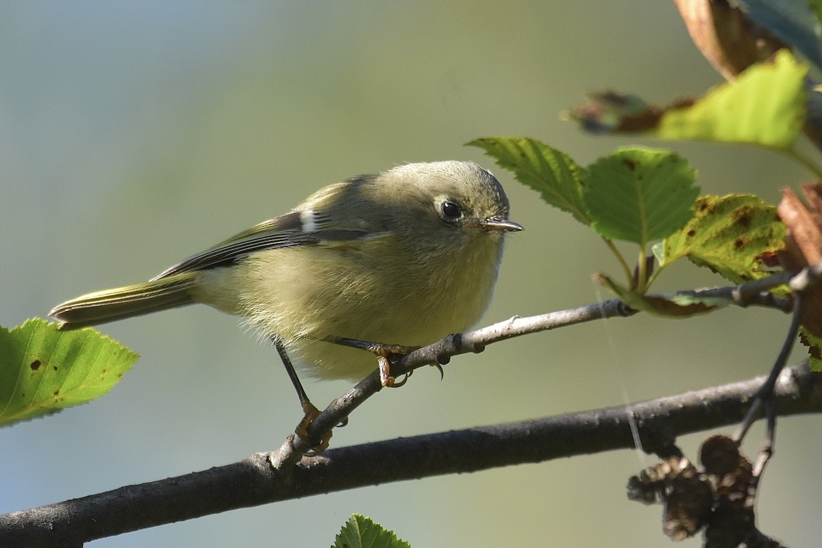 Ruby-crowned Kinglet - ML640892070