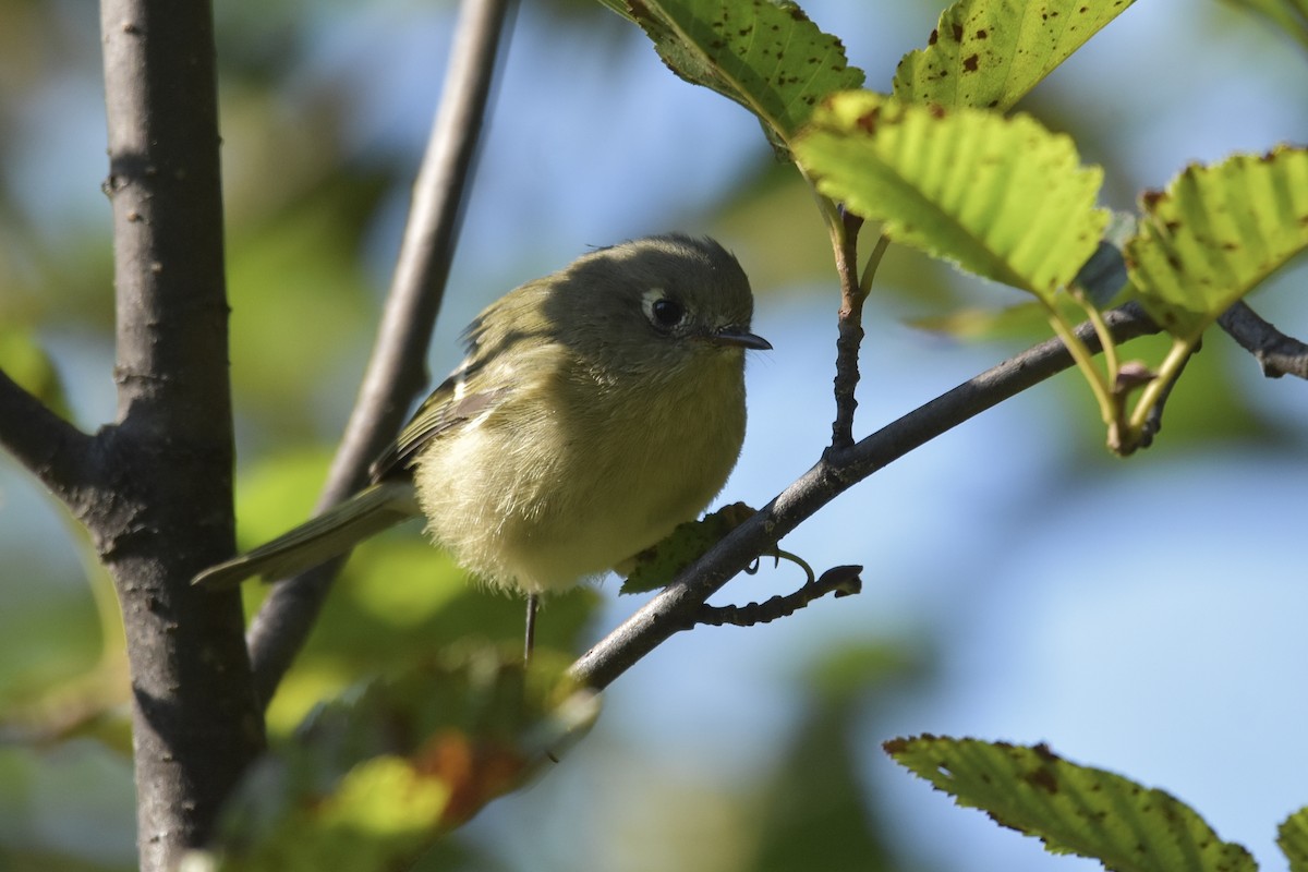 Ruby-crowned Kinglet - ML640892071