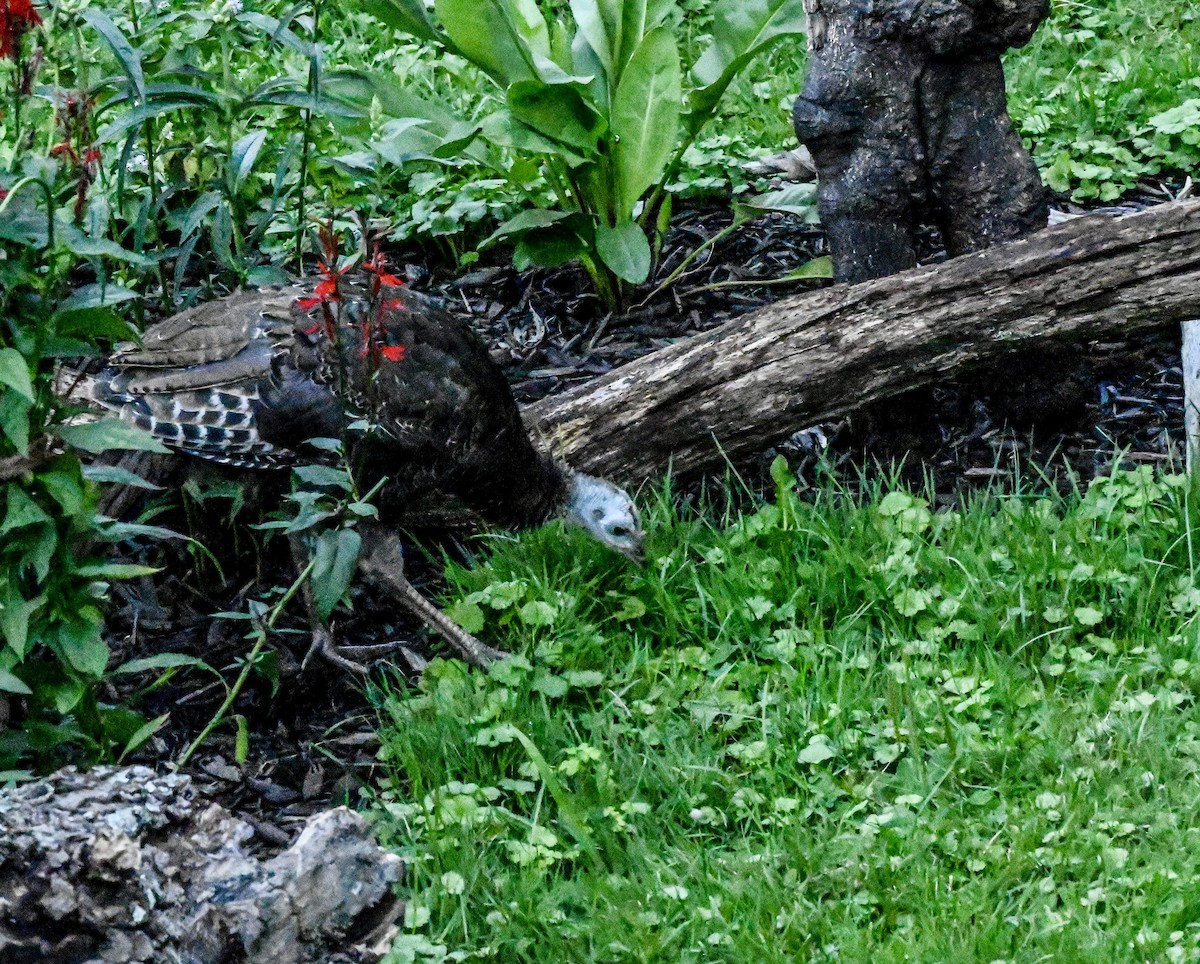 Wild Turkey - ML640892079