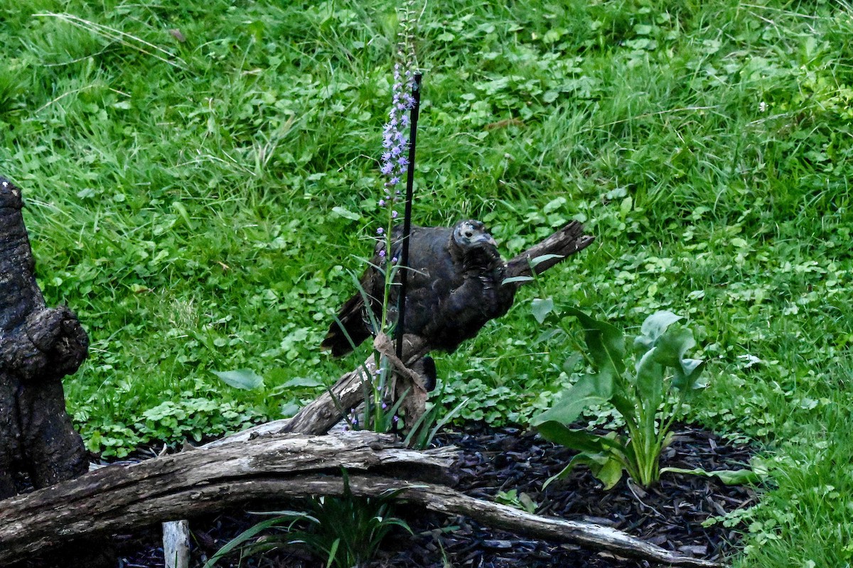 Wild Turkey - ML640892080