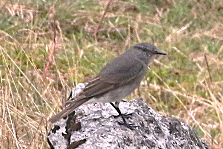 Rufous-webbed Bush-Tyrant - ML640892123