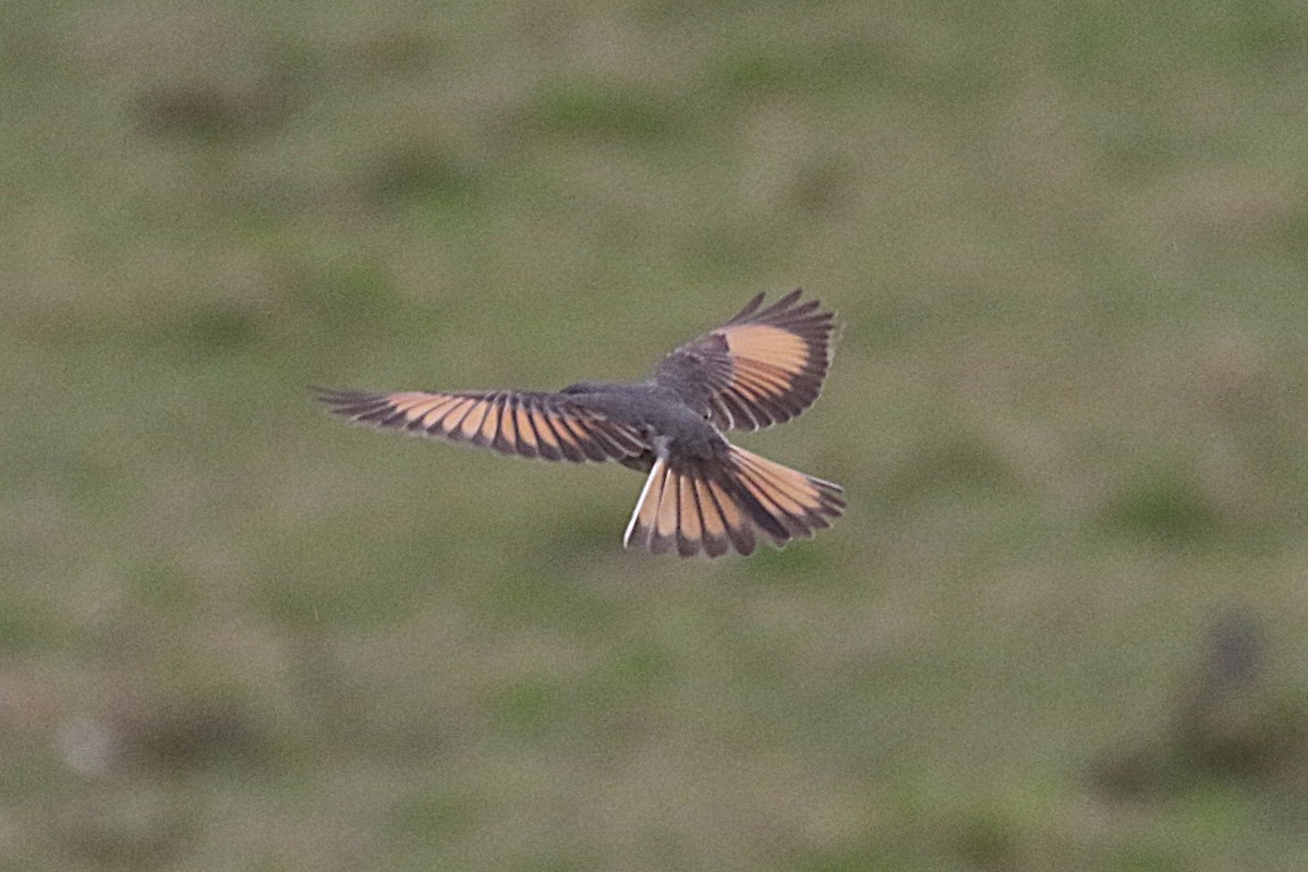 Rufous-webbed Bush-Tyrant - ML640892139