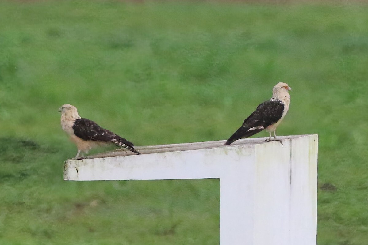 Yellow-headed Caracara - ML640892149