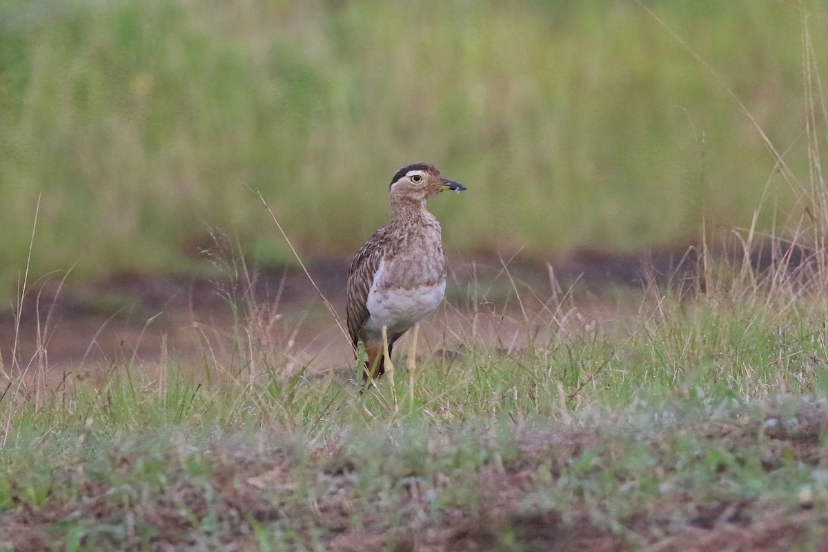 Double-striped Thick-knee - ML640892165