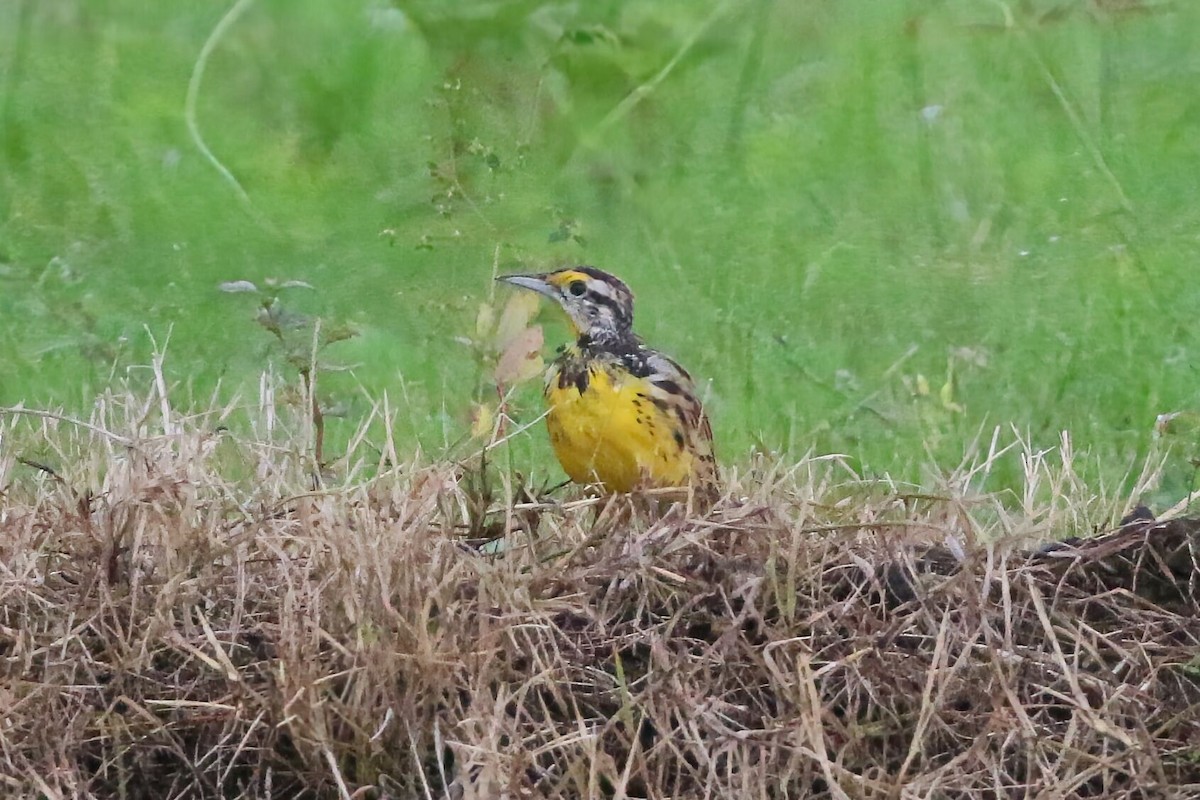 Eastern Meadowlark - ML640892188