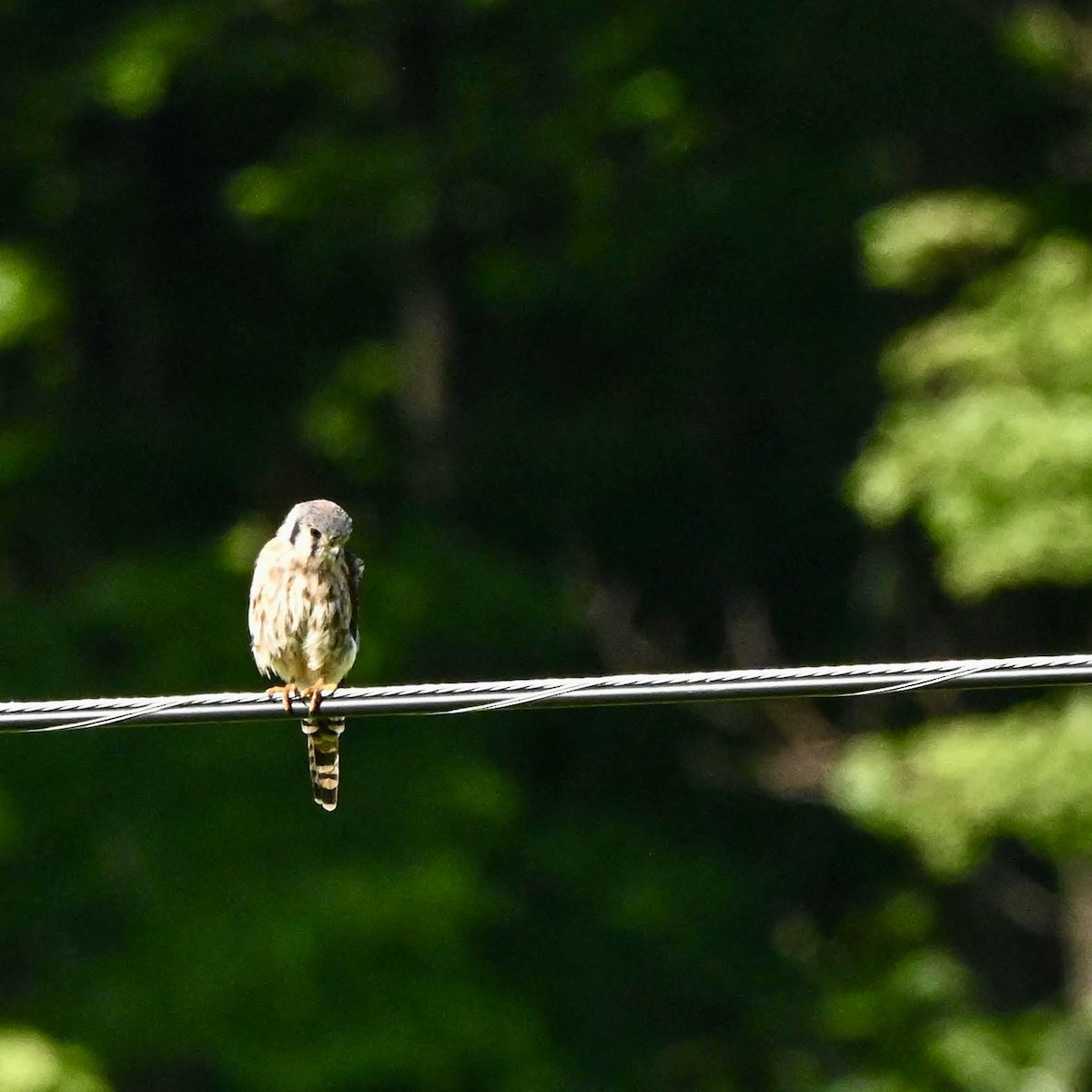 American Kestrel - ML640892196