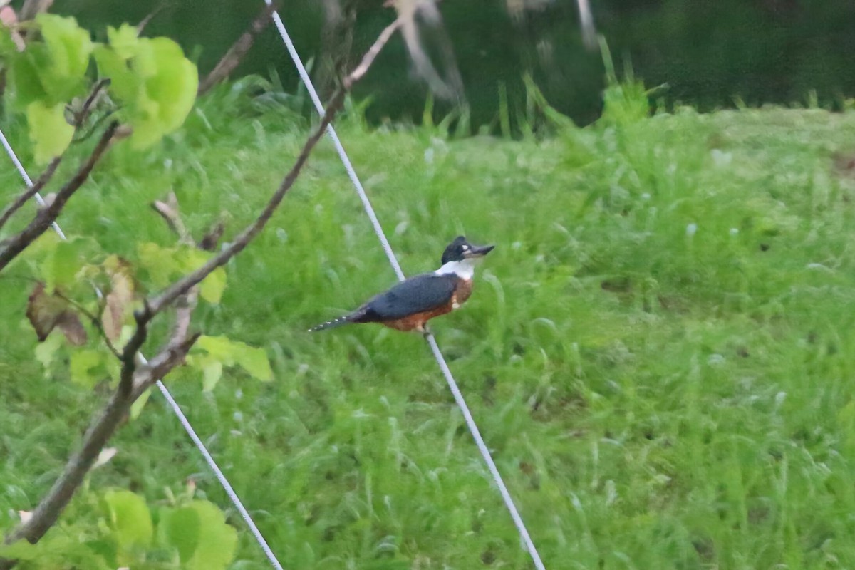 Ringed Kingfisher - ML640892198