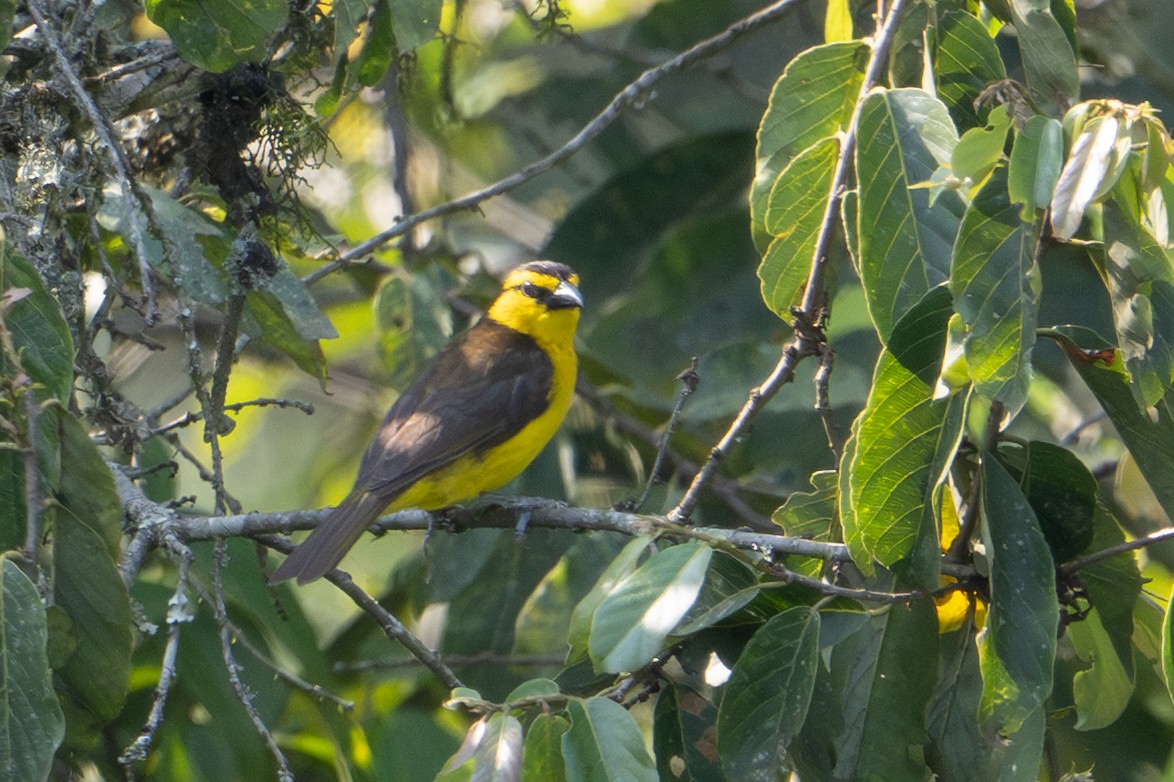 Black-necked Weaver - ML640892199