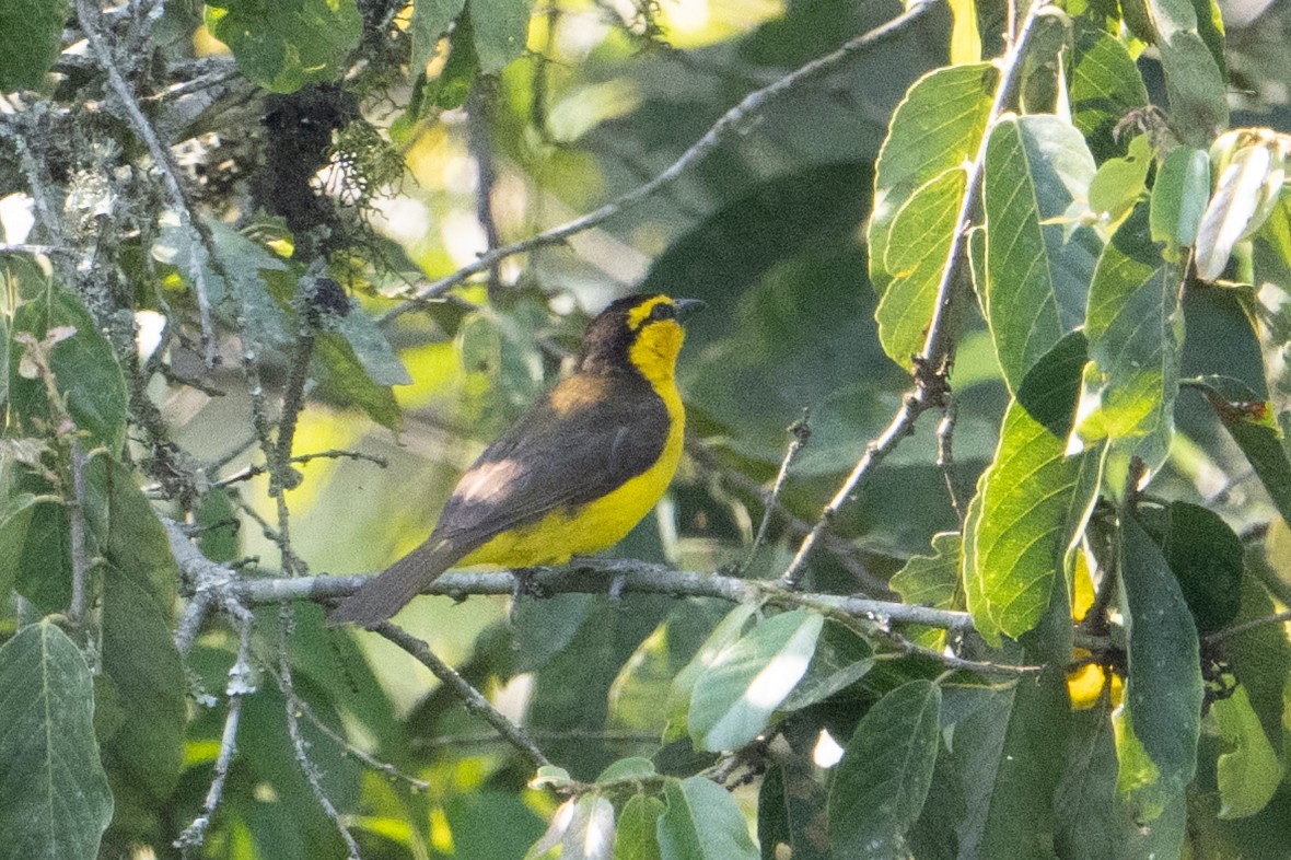 Black-necked Weaver - ML640892200