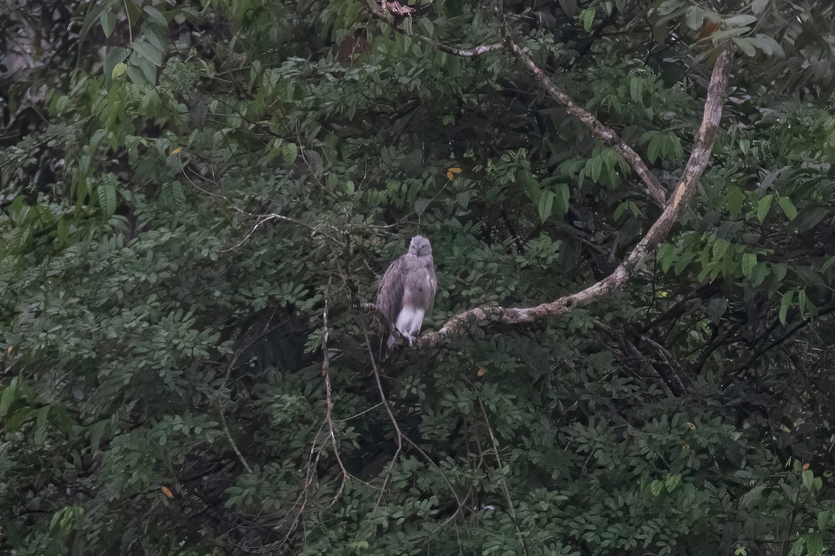 Lesser Fish-Eagle - ML640892234