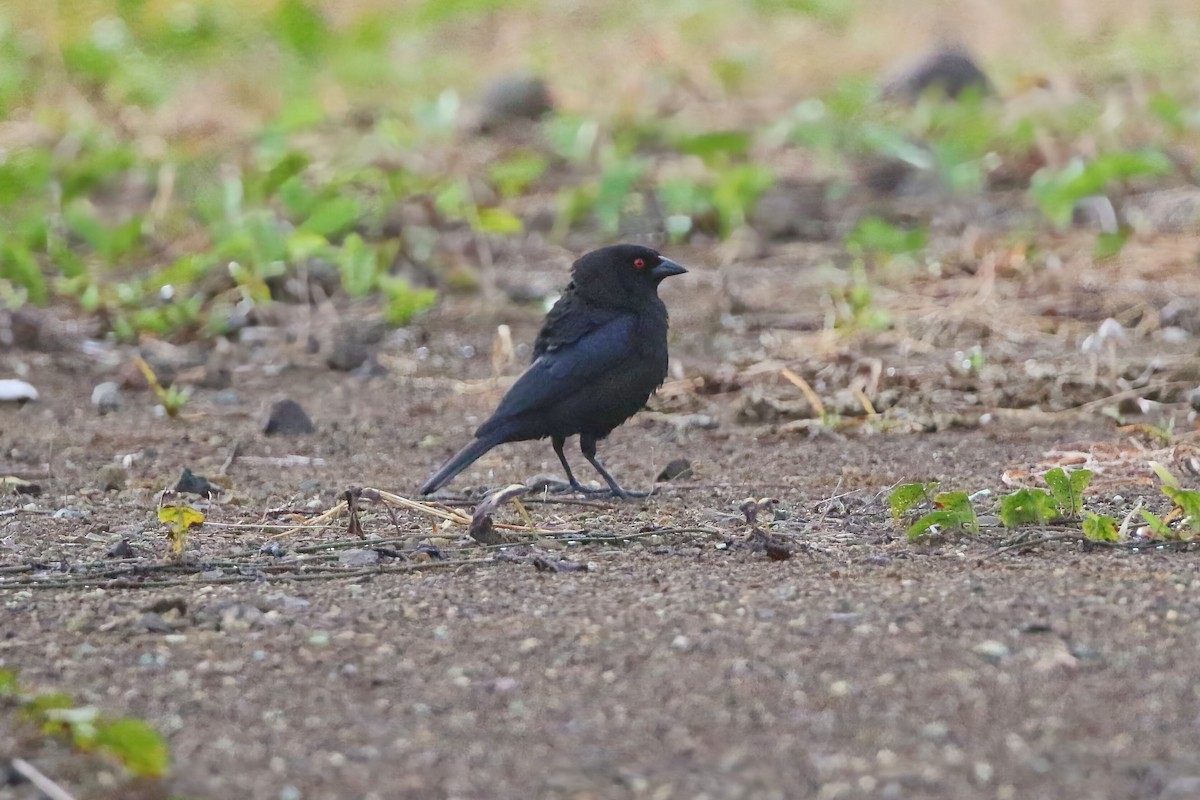 Bronzed Cowbird - ML640892250