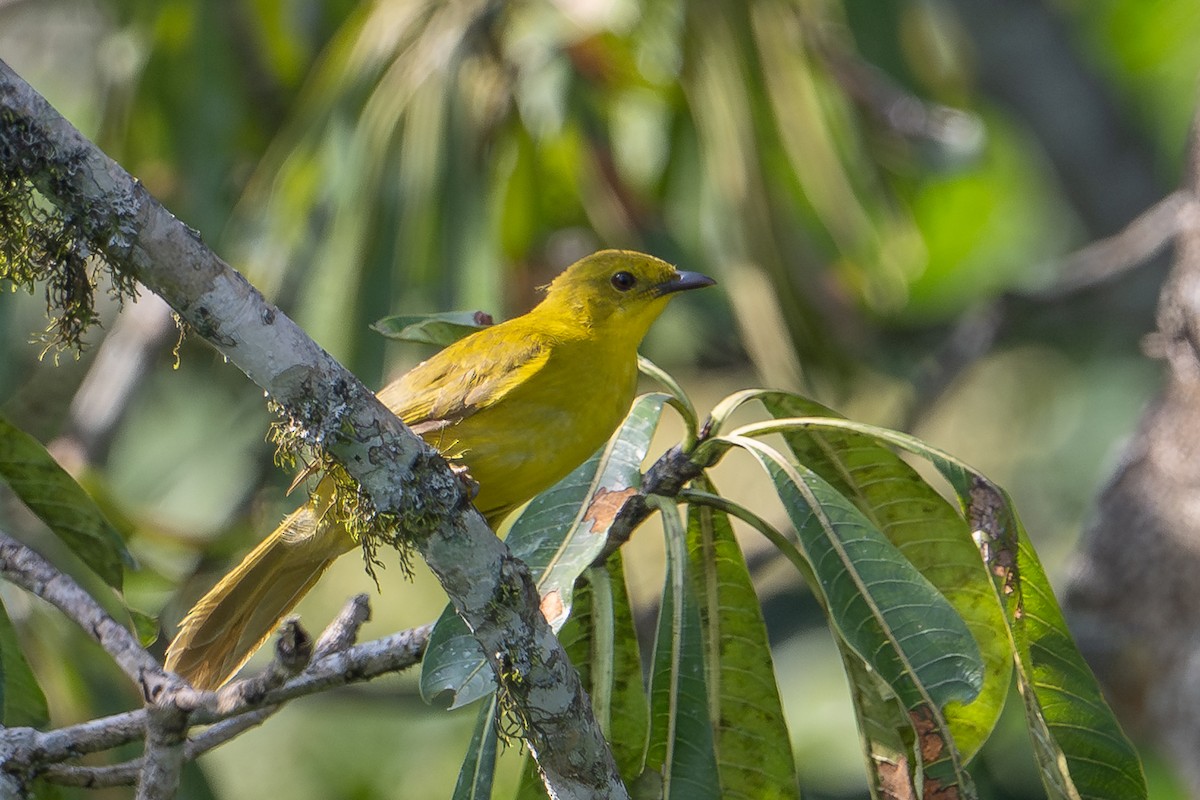Bulbul Alegre - ML640892267