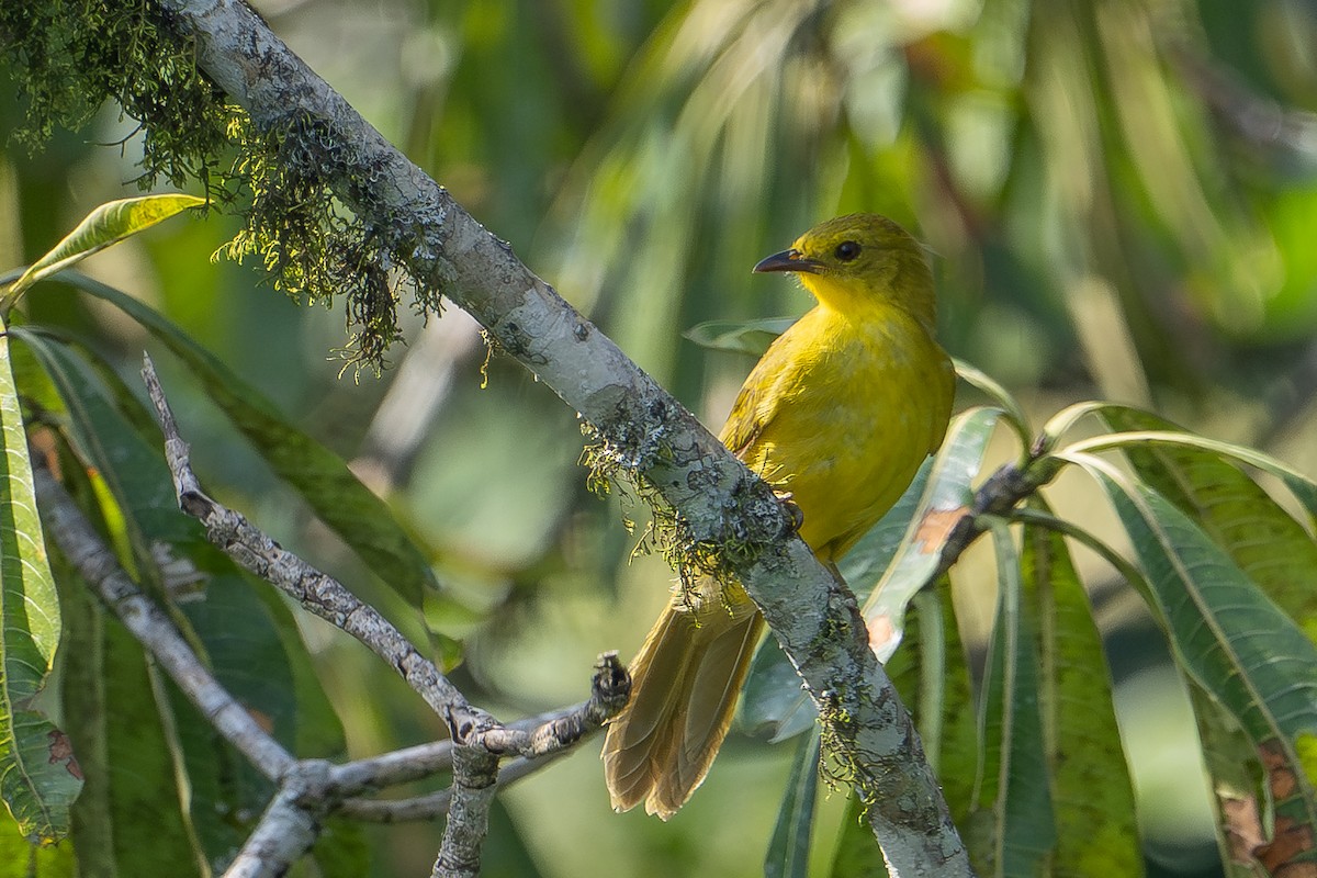 Bulbul Alegre - ML640892270
