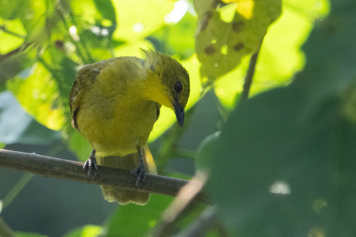 Bulbul Alegre - ML640892276