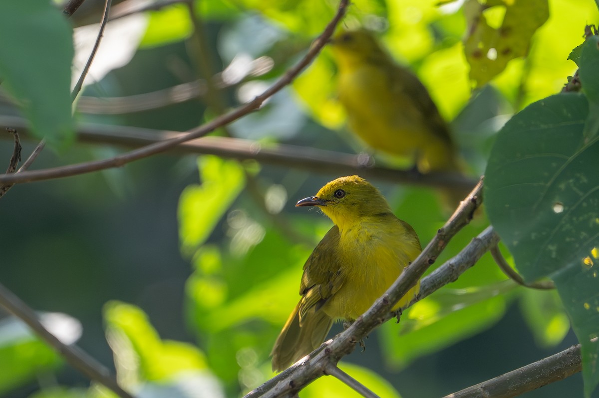 Bulbul Alegre - ML640892283