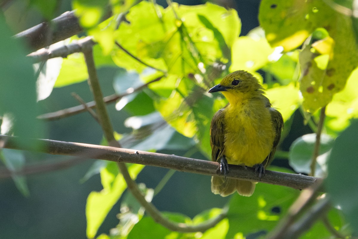 Bulbul Alegre - ML640892285