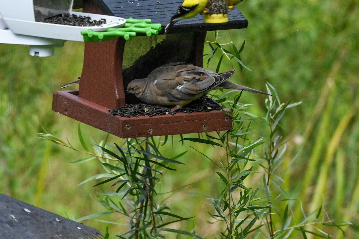Mourning Dove - ML640892308