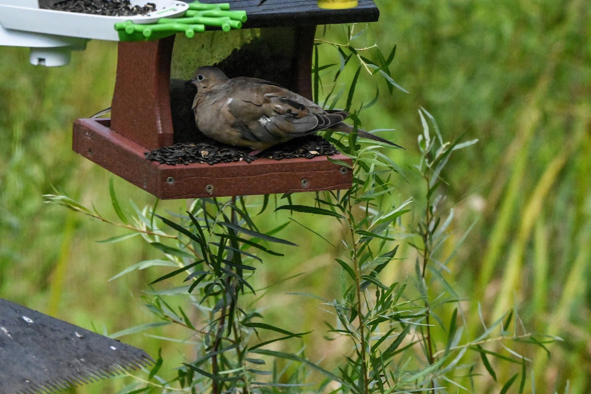 Mourning Dove - ML640892309