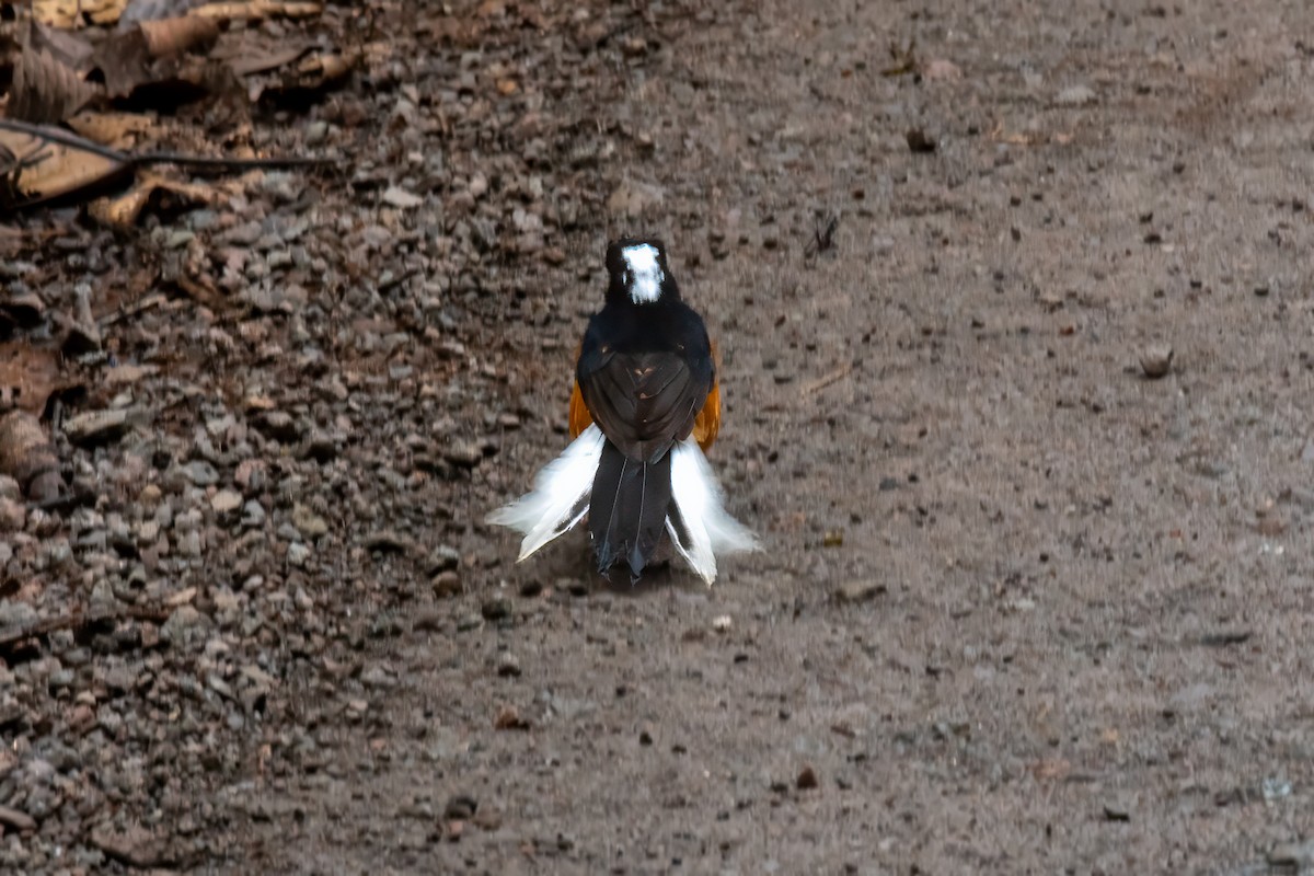 White-crowned Shama - ML640892347