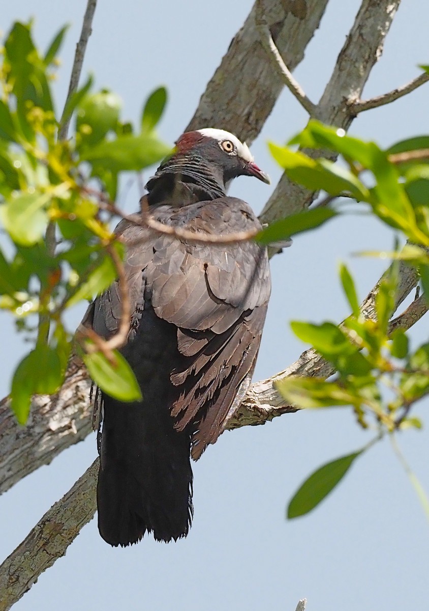 White-crowned Pigeon - ML640892445