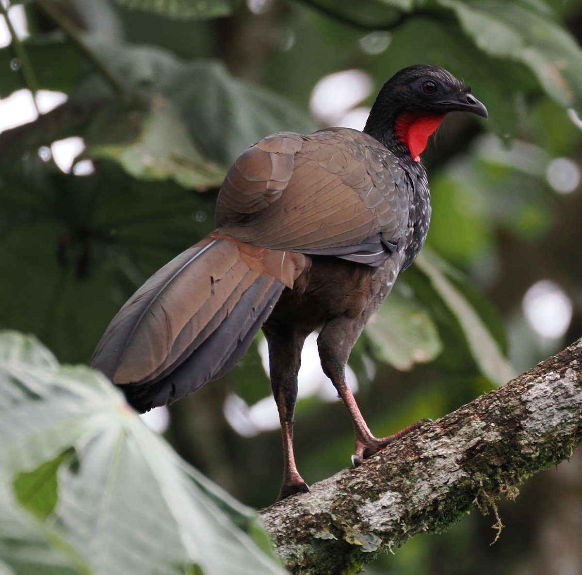 Cauca Guan - ML640892446