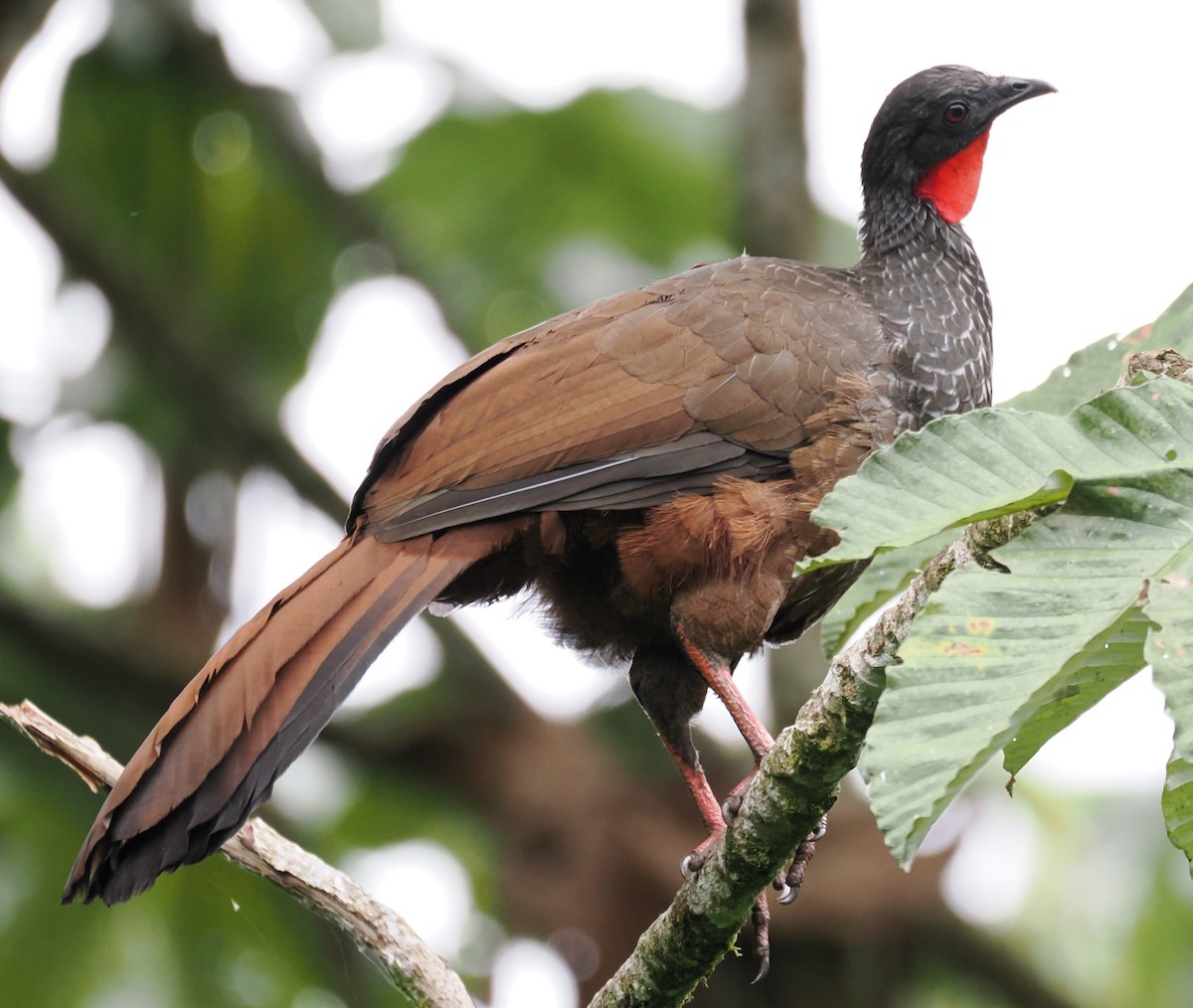 Cauca Guan - ML640892447