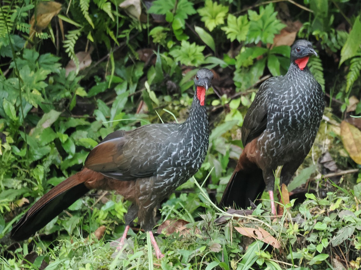 Cauca Guan - ML640892448
