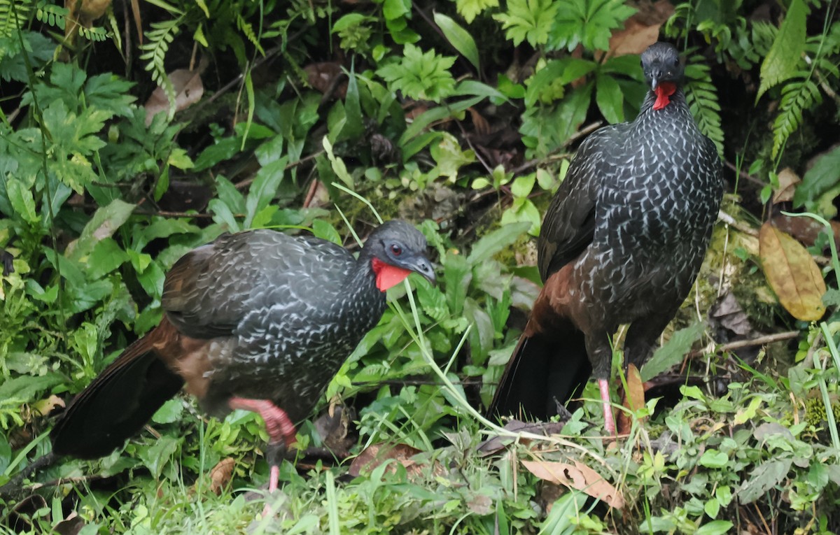 Cauca Guan - ML640892449