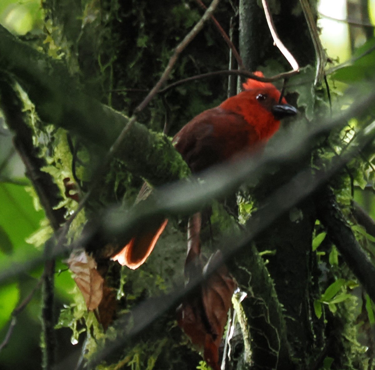 Crested Ant-Tanager - ML640892461