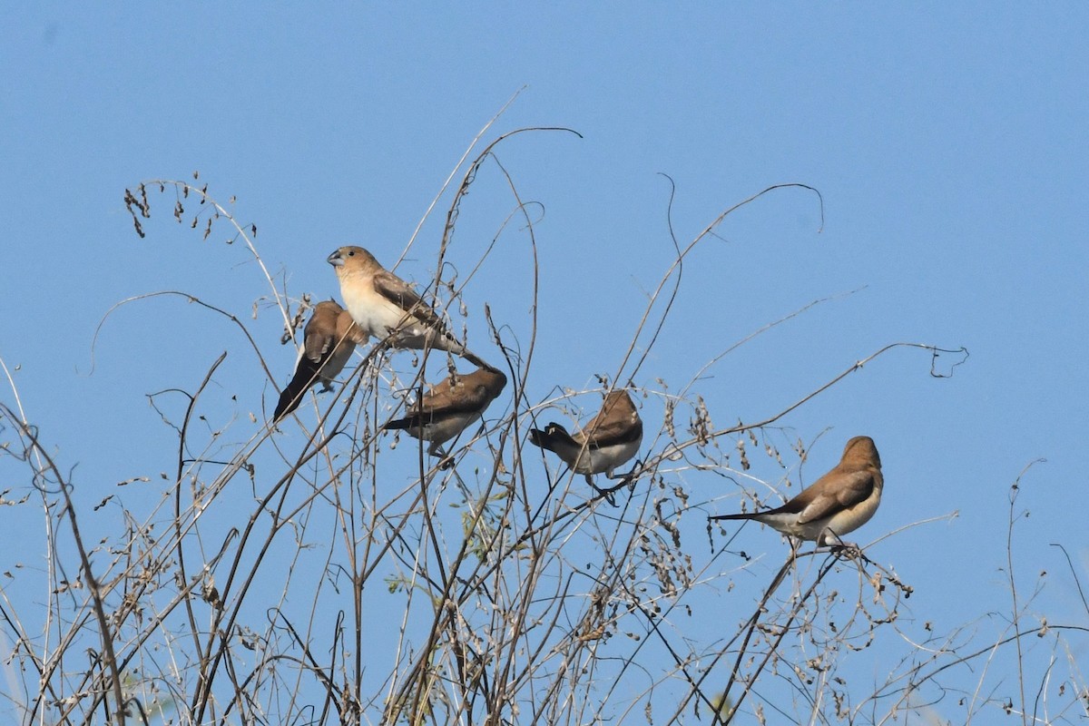 Capuchino Picoplata Africano - ML640892519