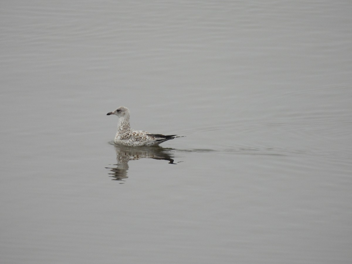 Ring-billed Gull - ML640892566