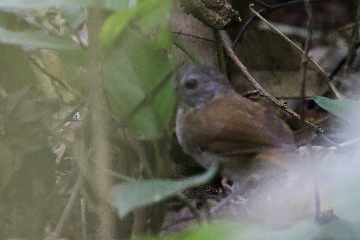 Brown Illadopsis - ML640892573