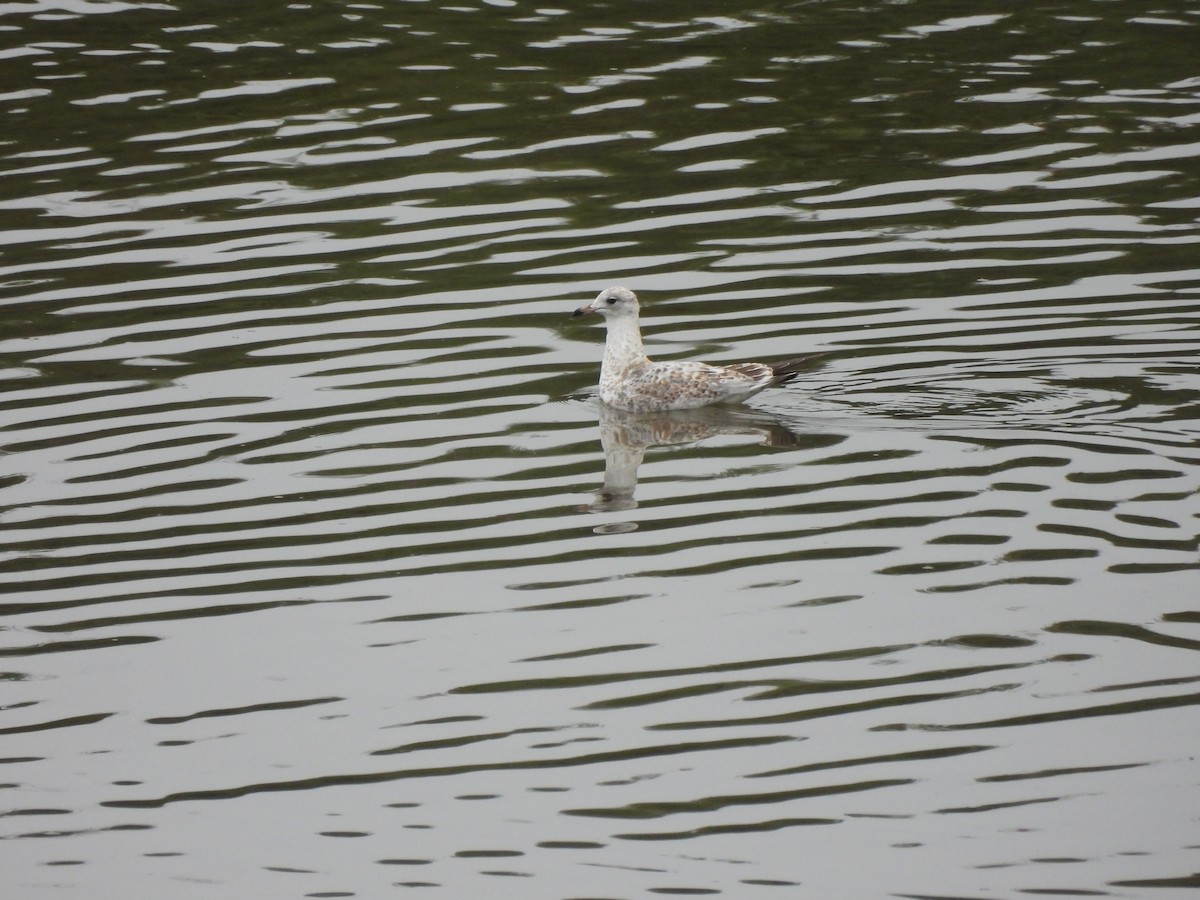 Ring-billed Gull - ML640892580