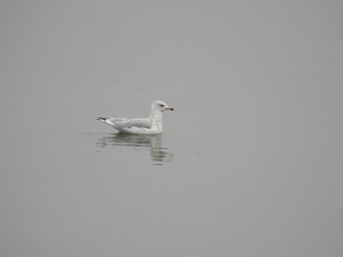 Ring-billed Gull - ML640892596